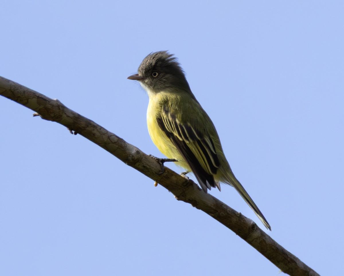 Red-billed Tyrannulet - ML638559484