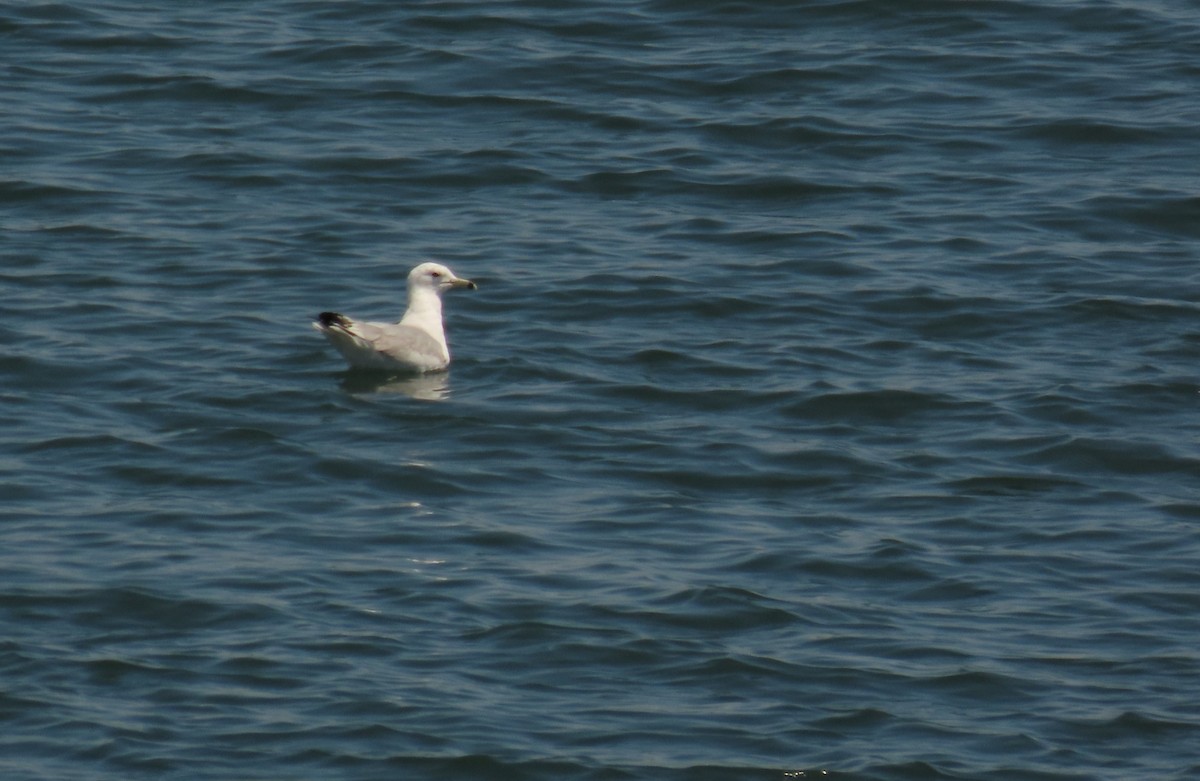Ring-billed Gull - ML638559490