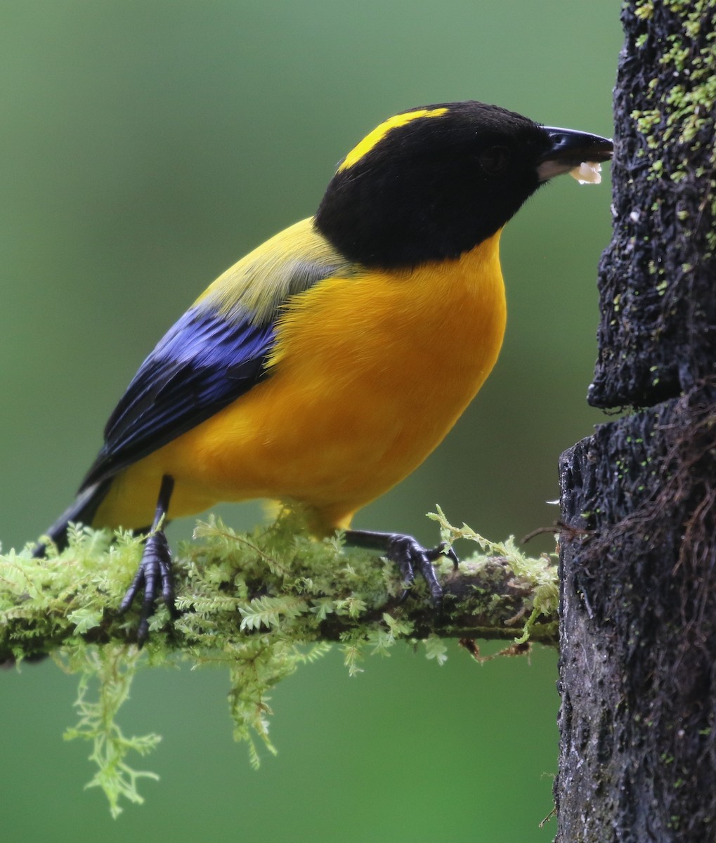 Black-chinned Mountain Tanager - ML638559491