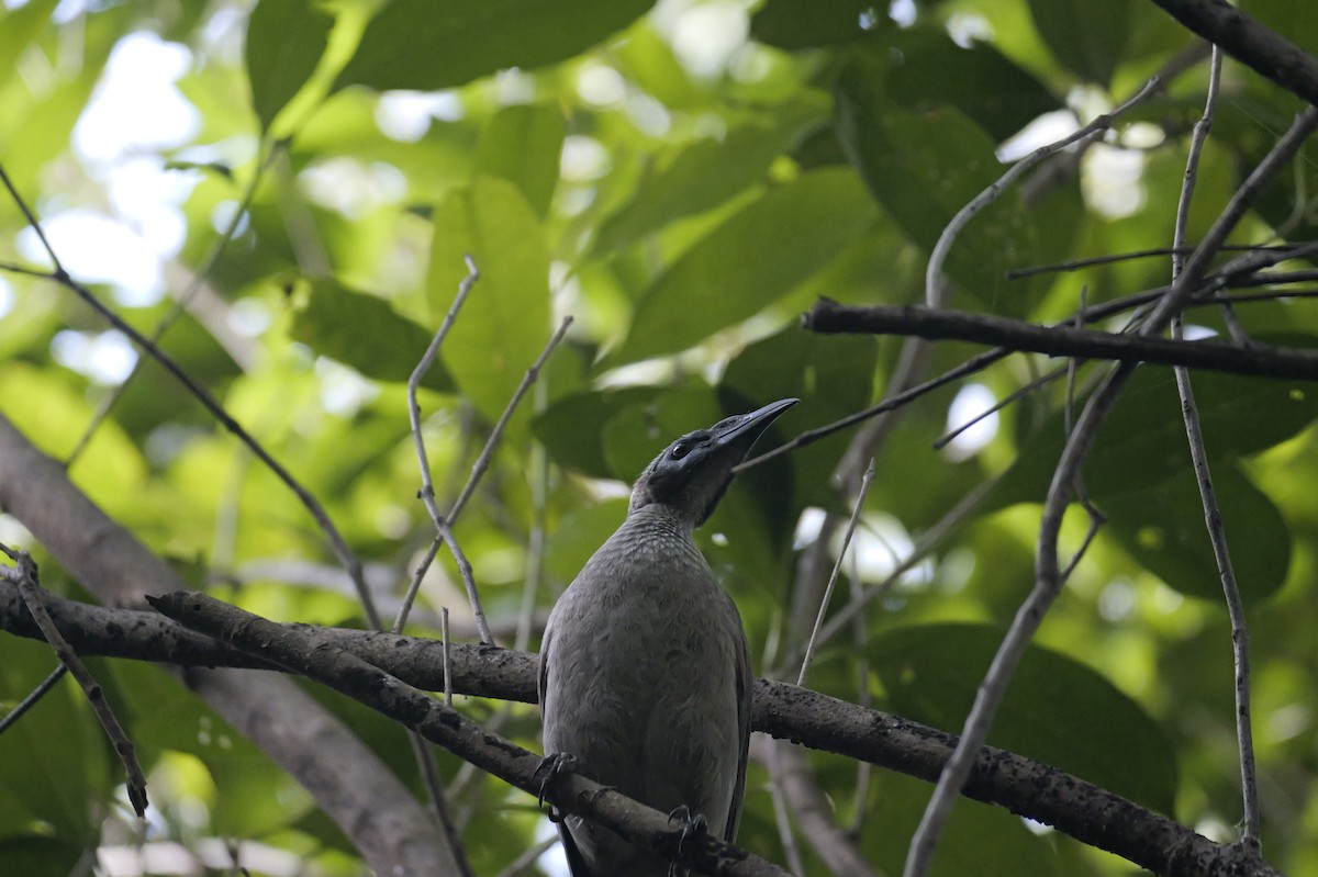 Helmeted Friarbird - ML638559496