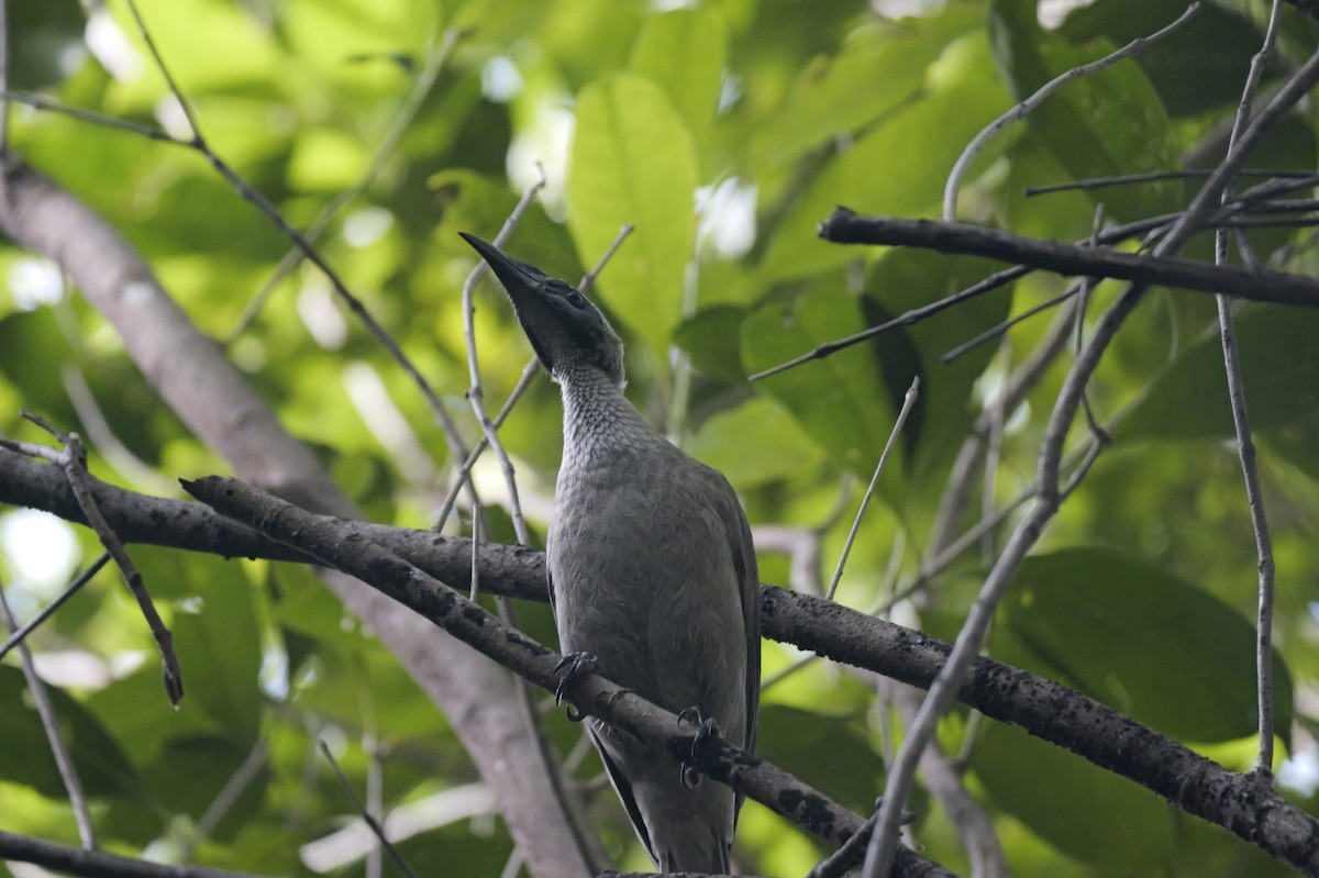Helmeted Friarbird - ML638559497