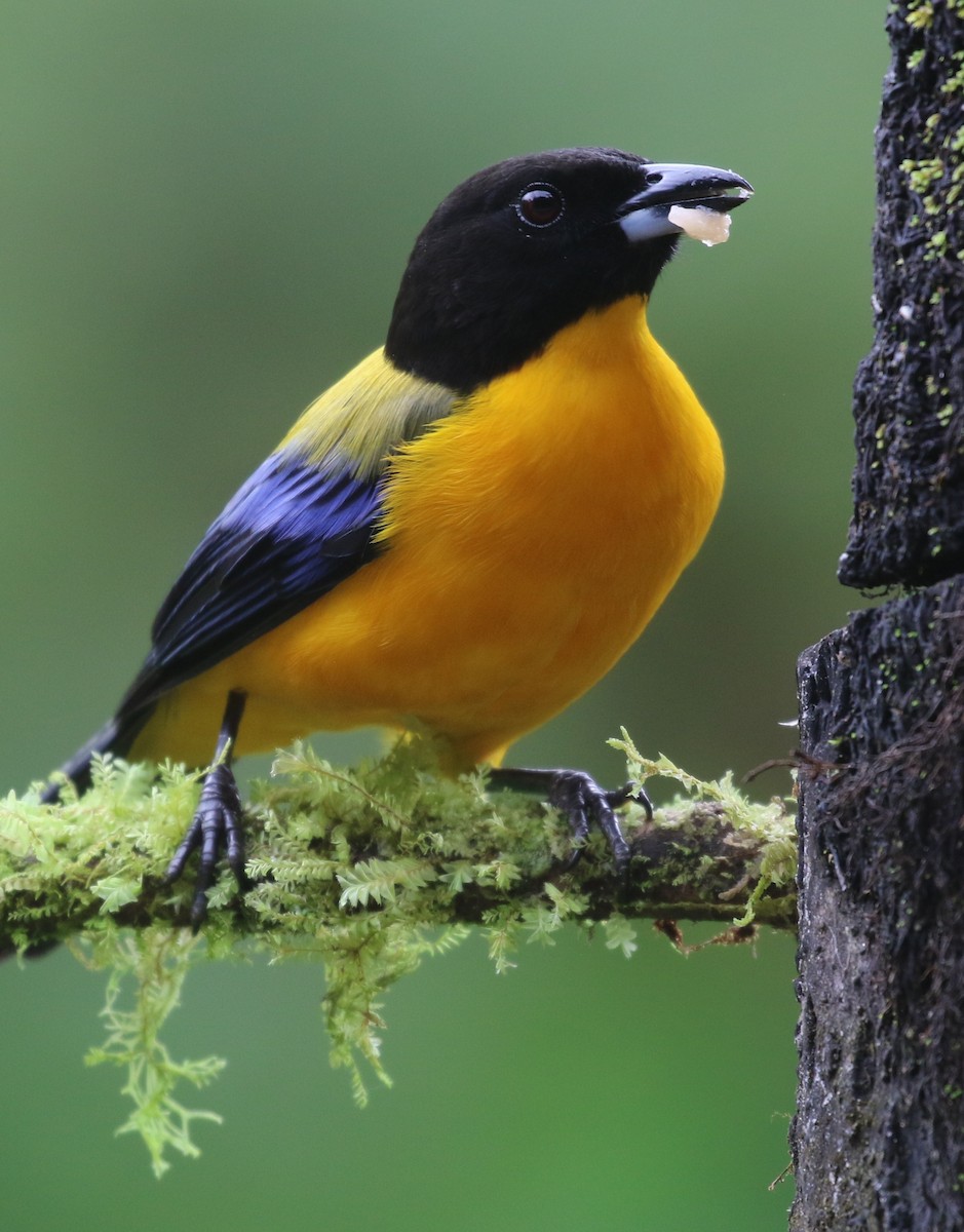 Black-chinned Mountain Tanager - ML638559498