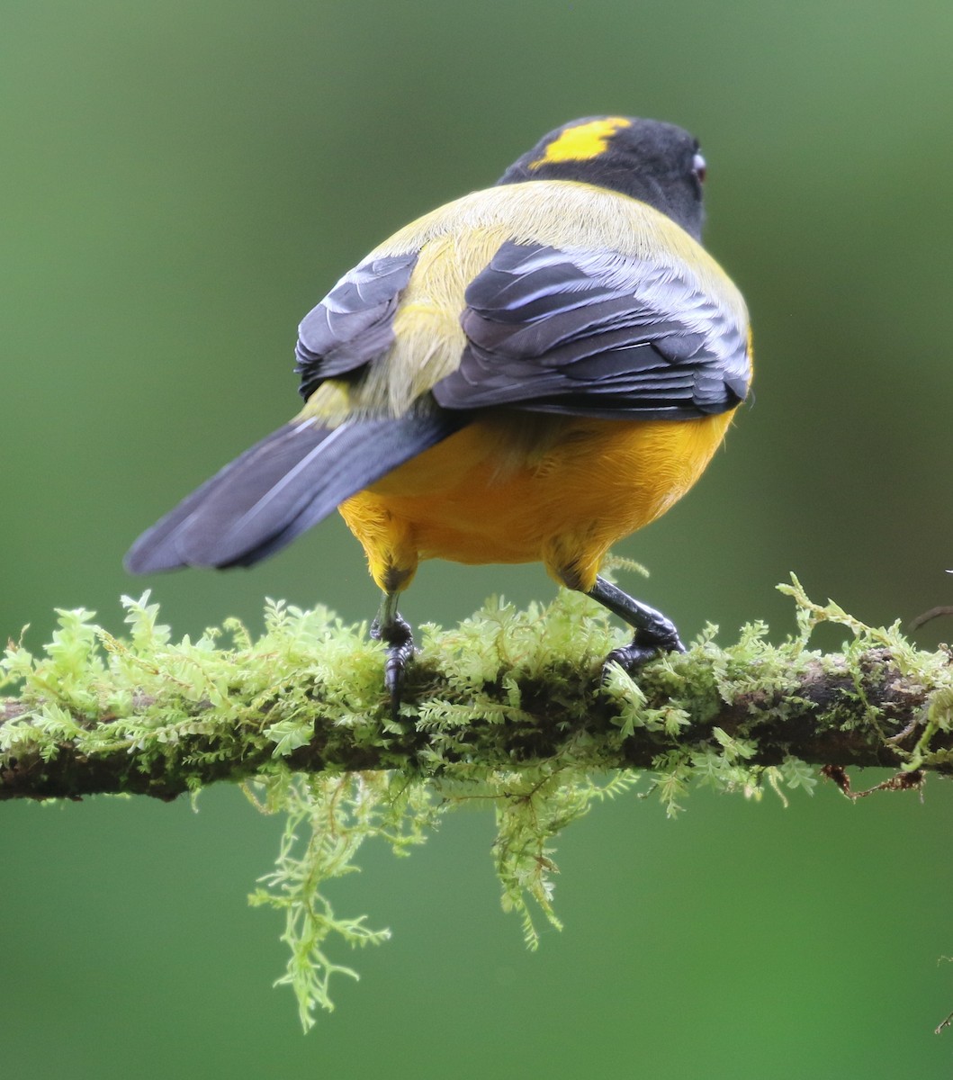 Black-chinned Mountain Tanager - ML638559503