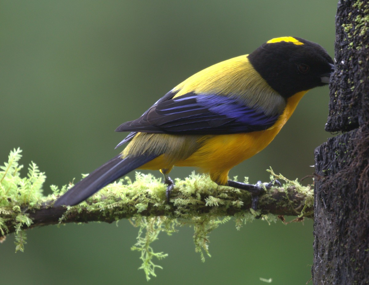 Black-chinned Mountain Tanager - ML638559513