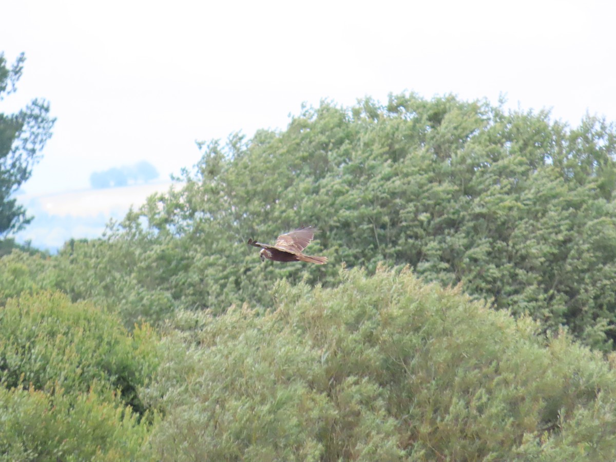 Western Marsh Harrier - ML638559556