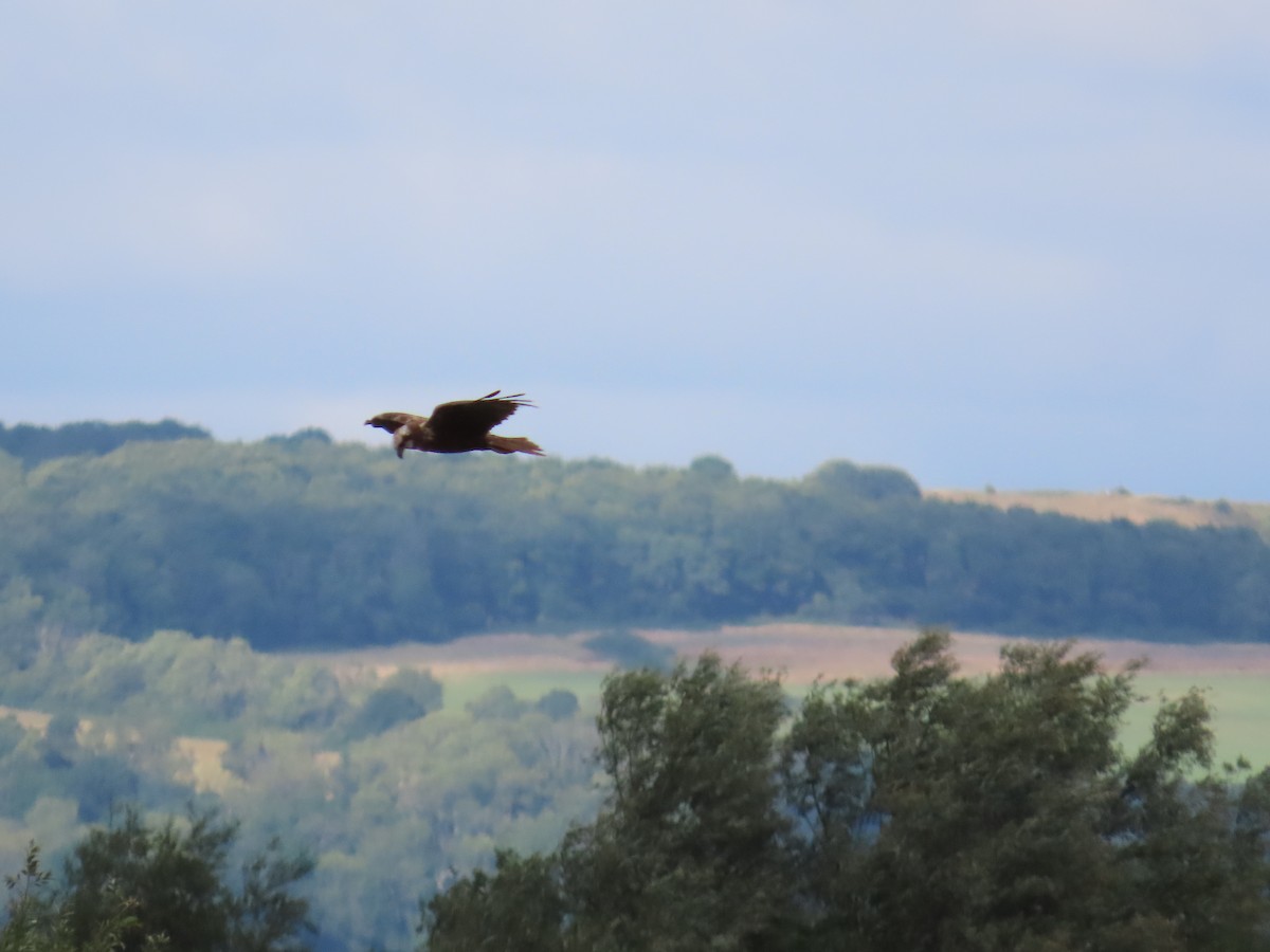 Western Marsh Harrier - ML638559557