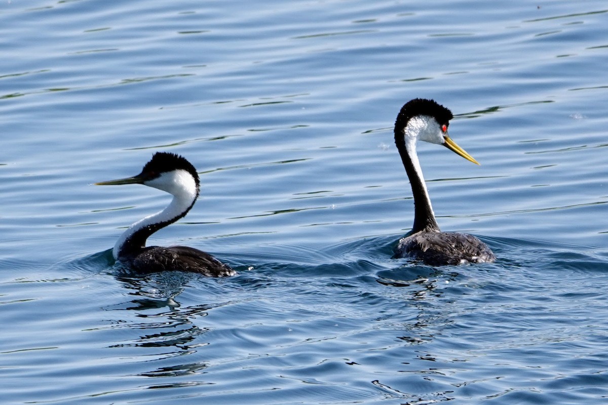 Western Grebe - ML638559576