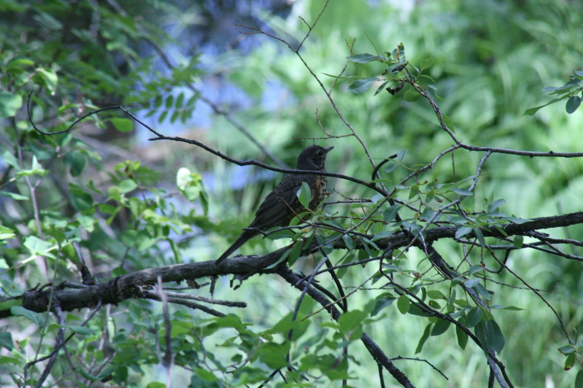 American Robin - ML638559599