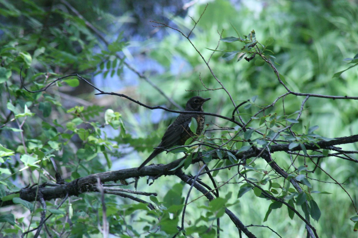 American Robin - ML638559600