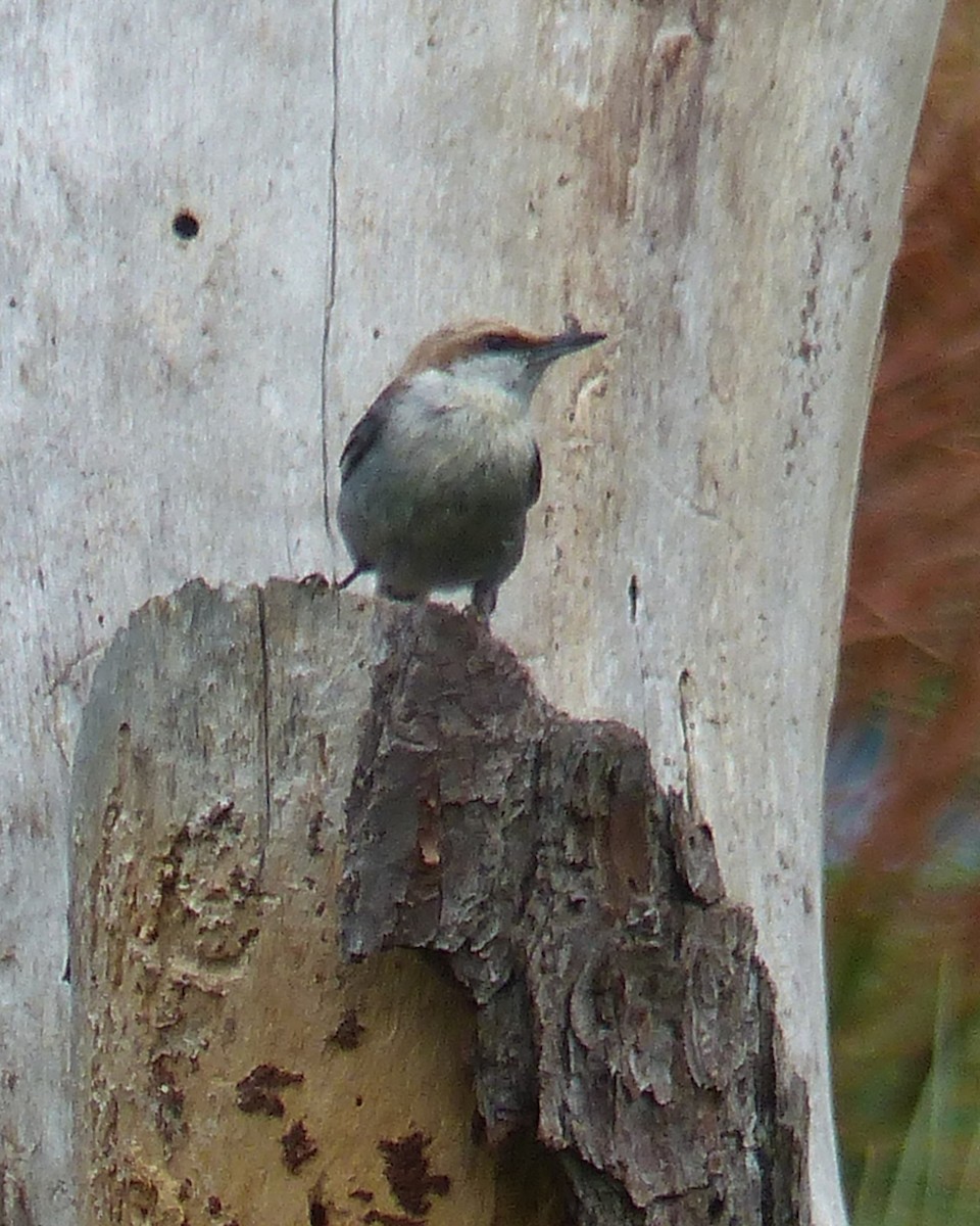 Brown-headed Nuthatch - ML638559614
