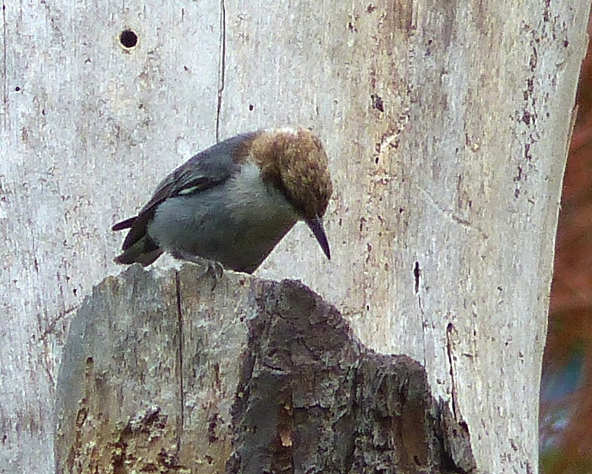 Brown-headed Nuthatch - ML638559619