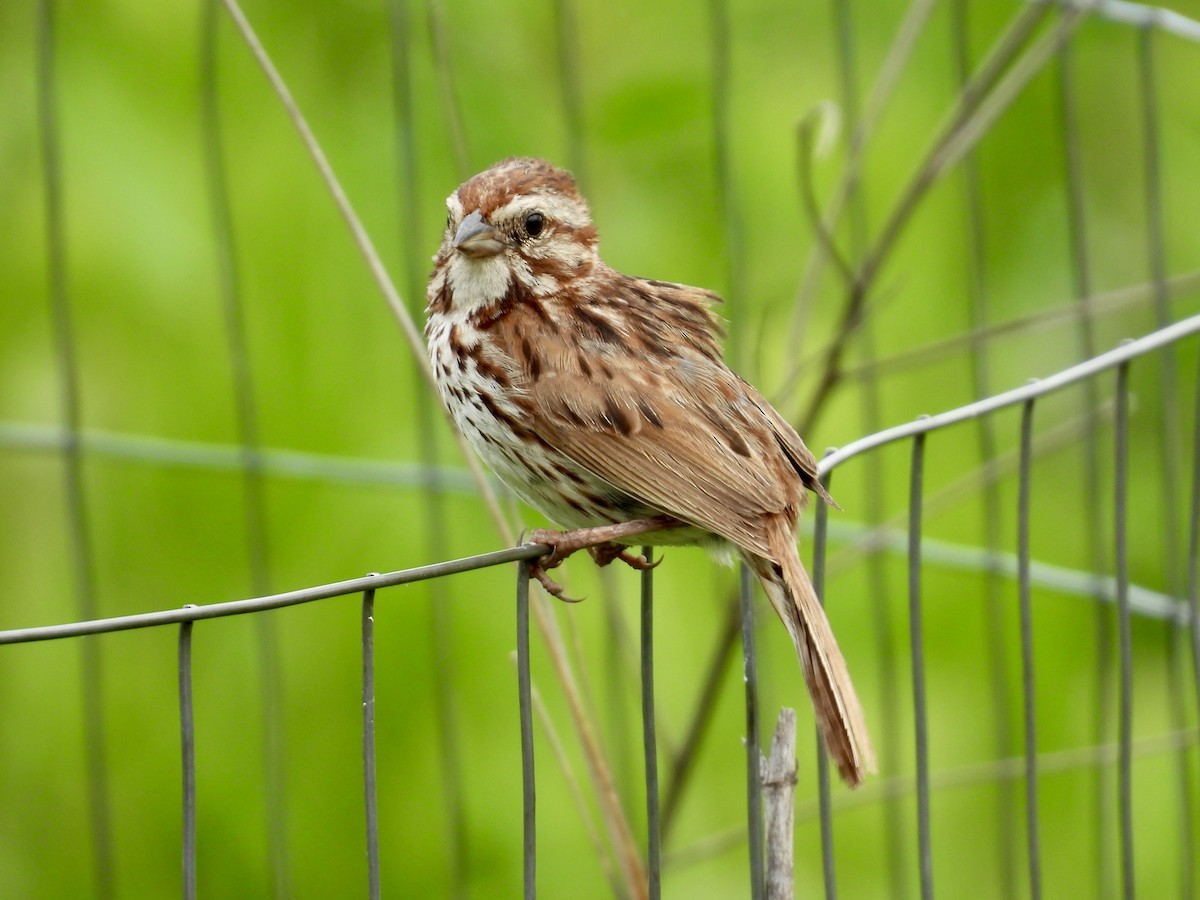 Song Sparrow - ML638559650