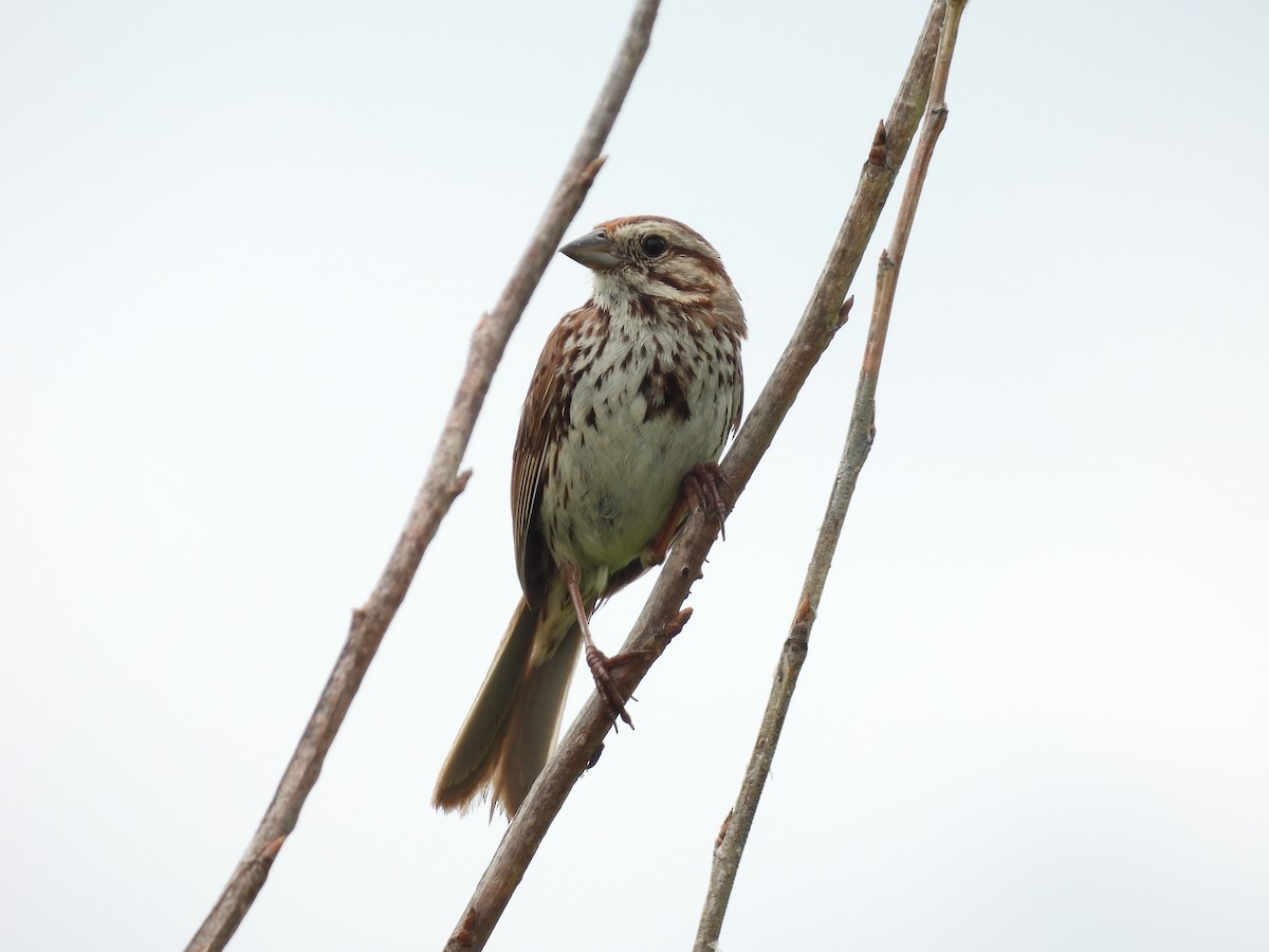 Song Sparrow - ML638559651