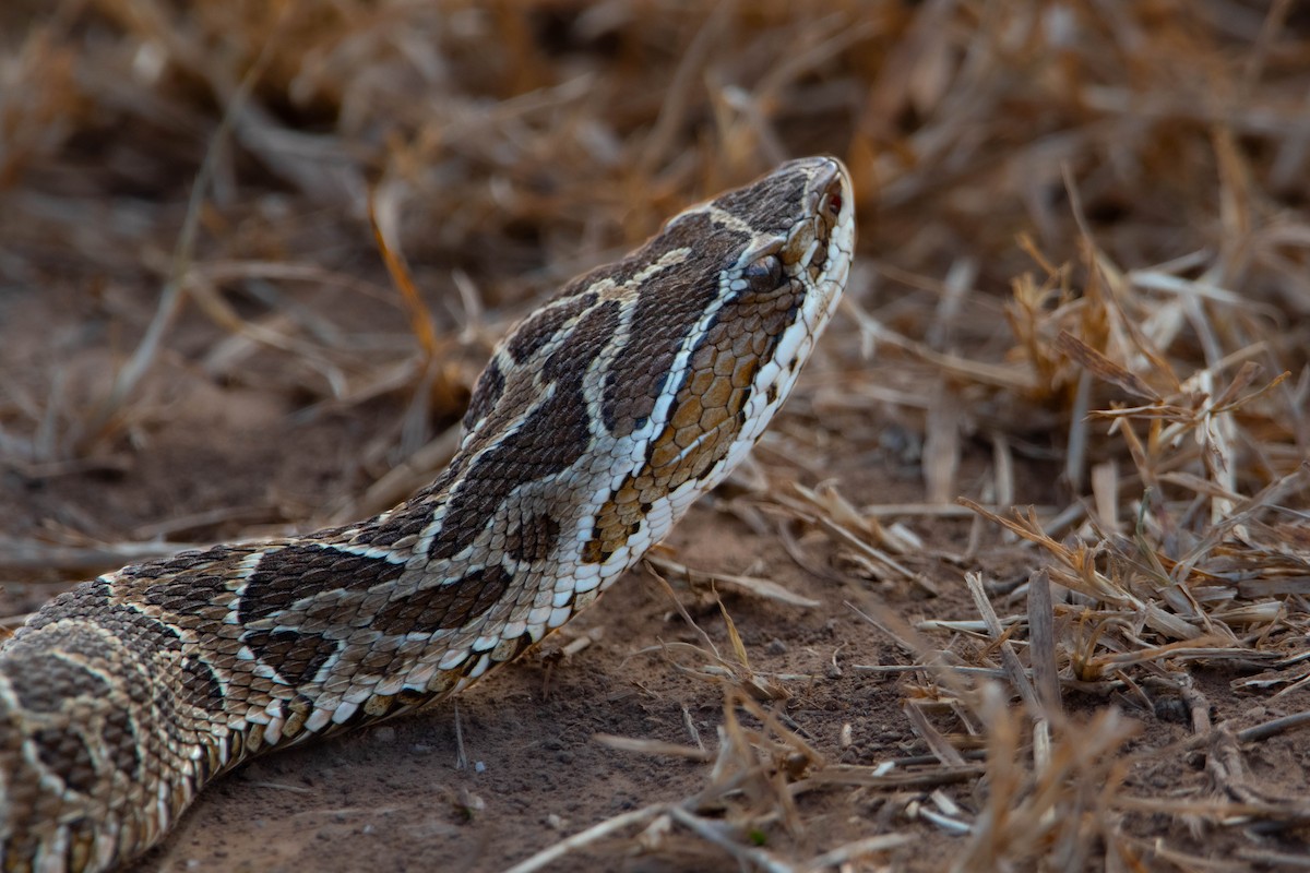 Reptiles - ML638559665