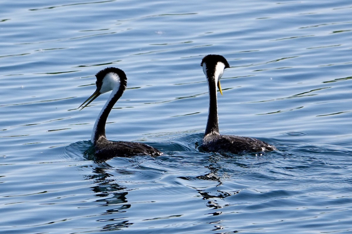 Western Grebe - ML638559677