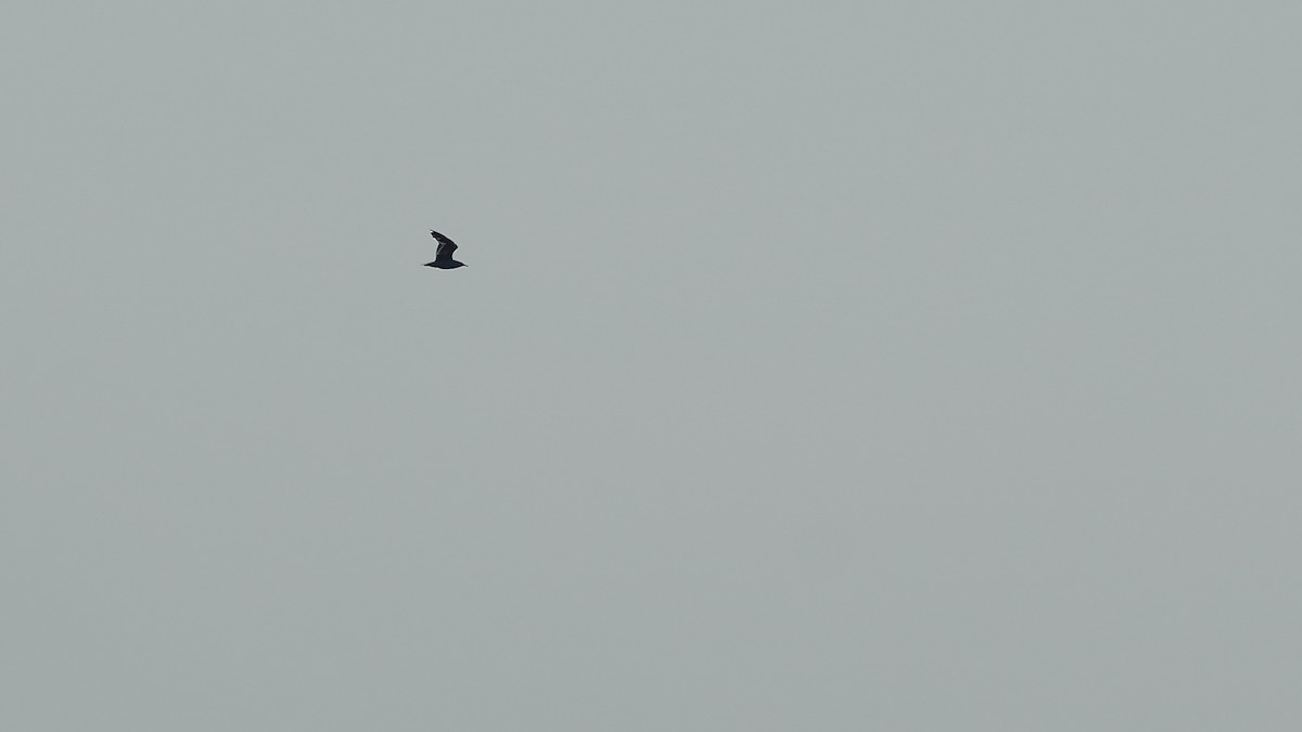 Ring-billed Gull - ML638559702