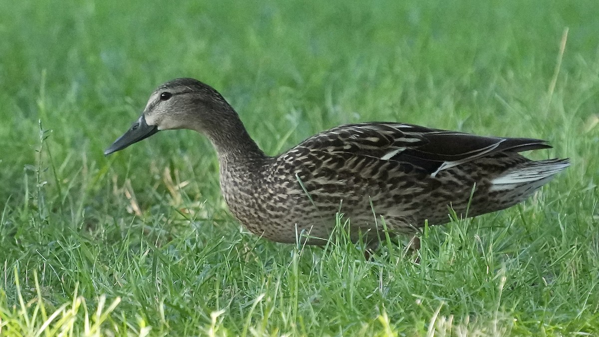 Mallard - ML638559721