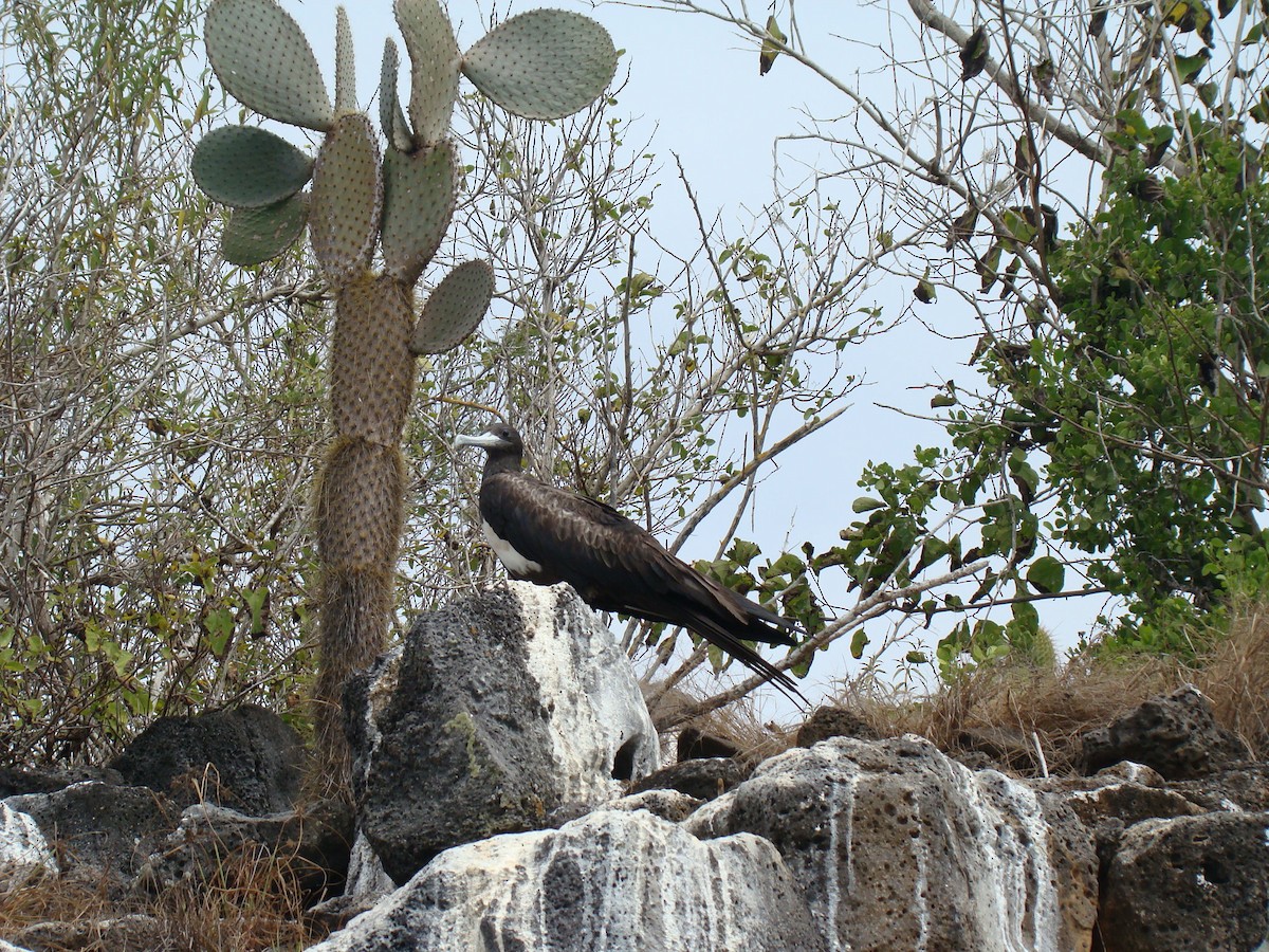 Magnificent Frigatebird - ML638559722