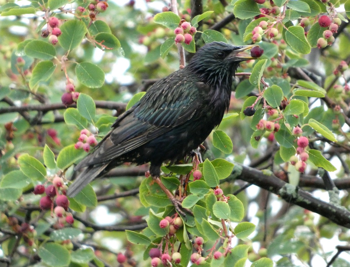 European Starling - ML638559725