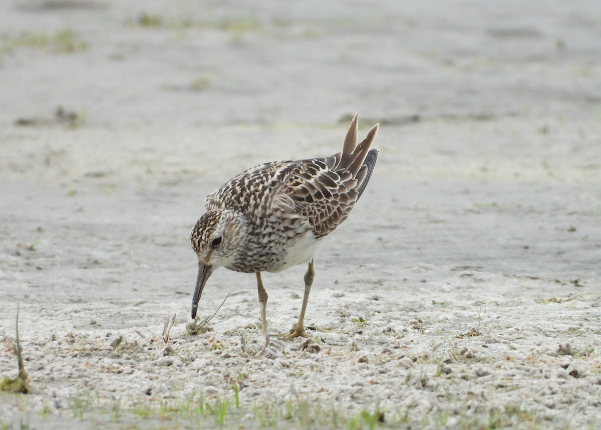 Pectoral Sandpiper - ML638559732