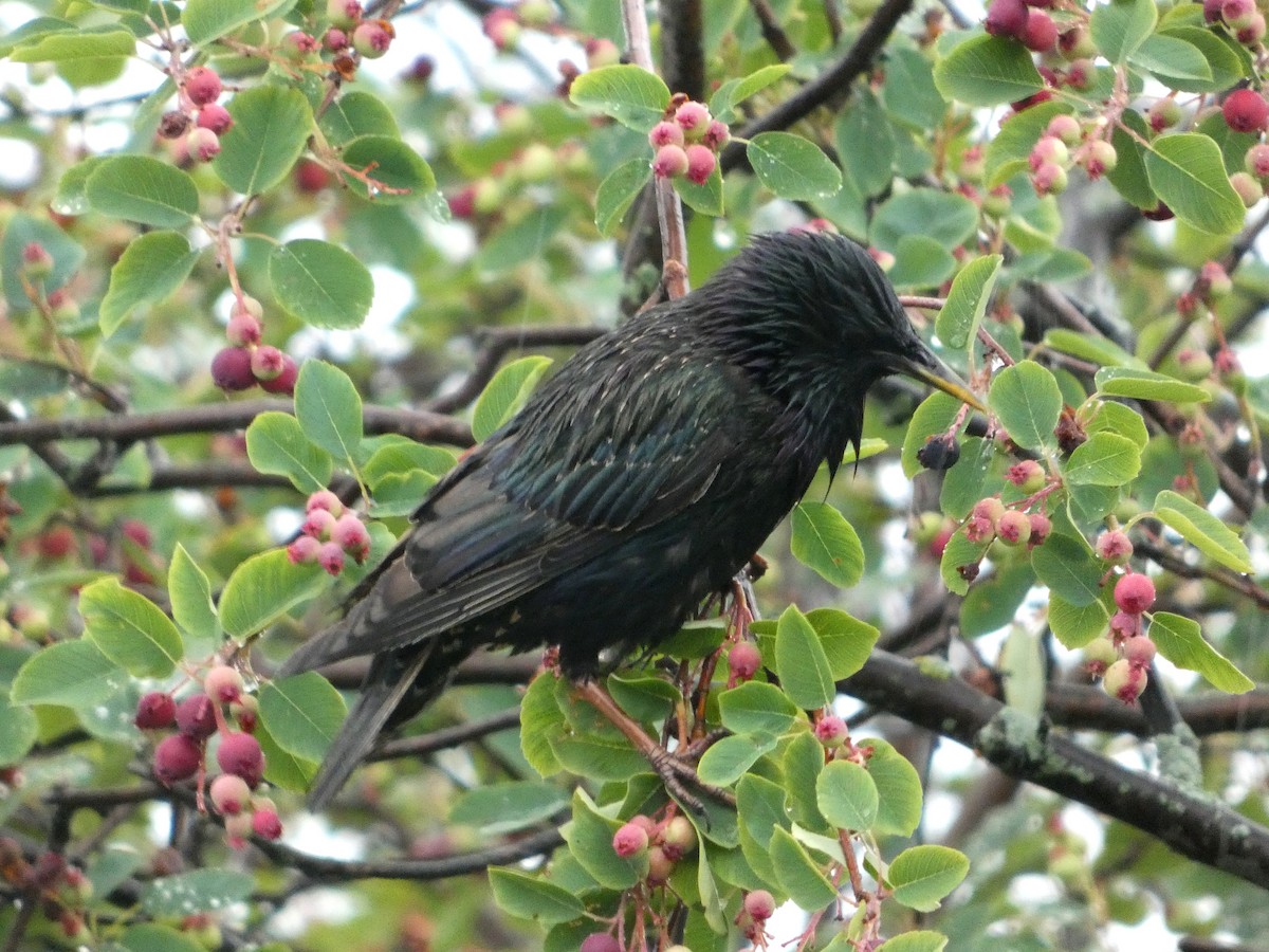 European Starling - ML638559735
