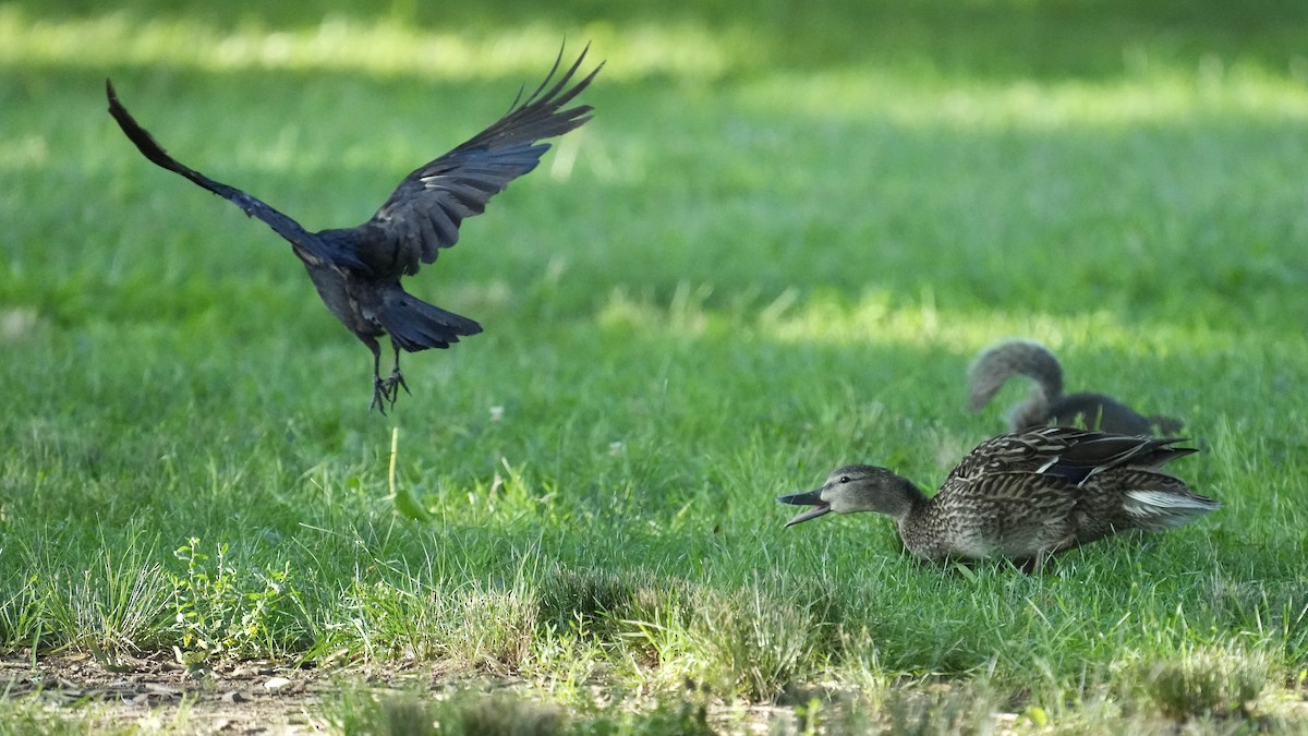 Mallard - ML638559747