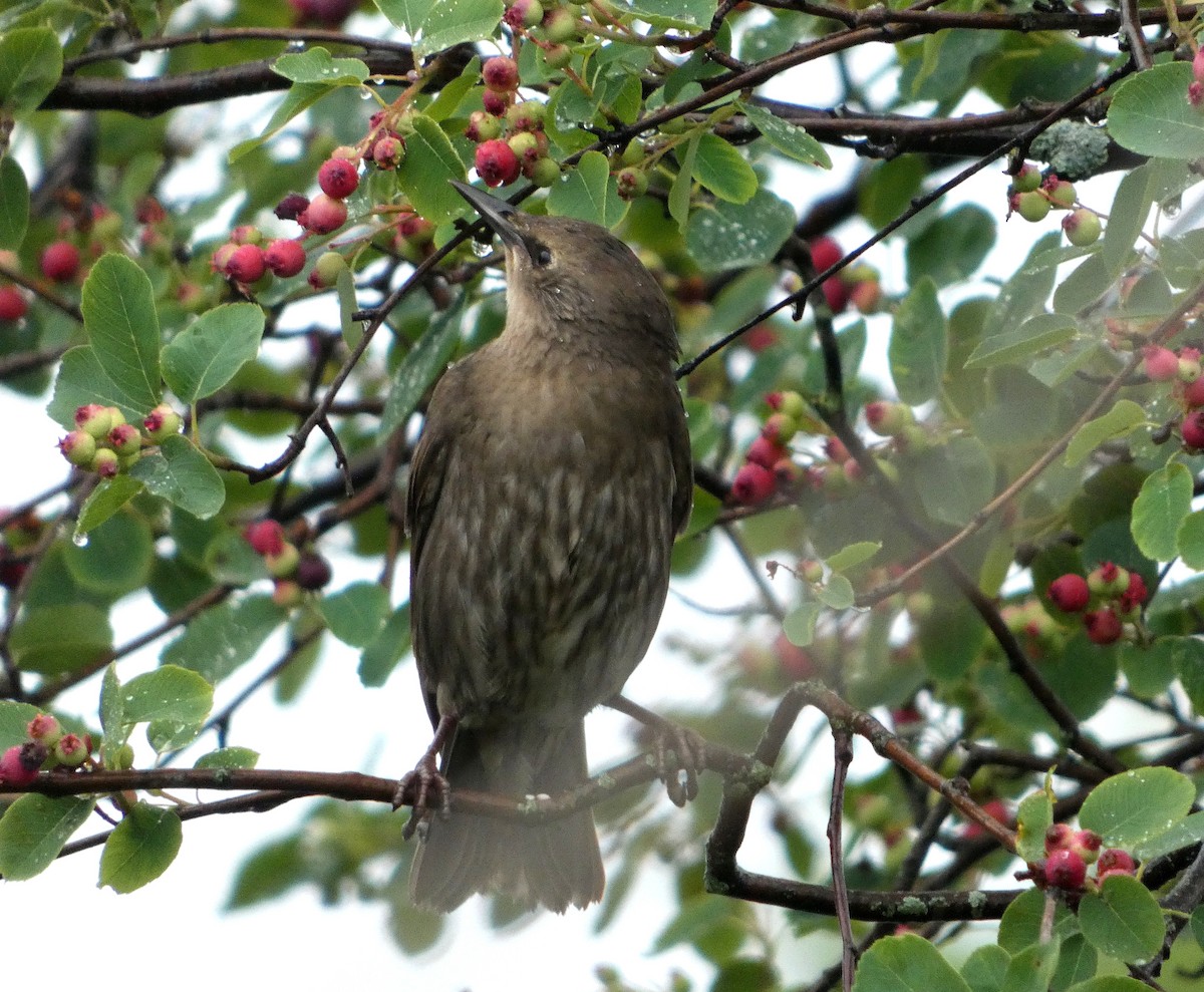 European Starling - ML638559750