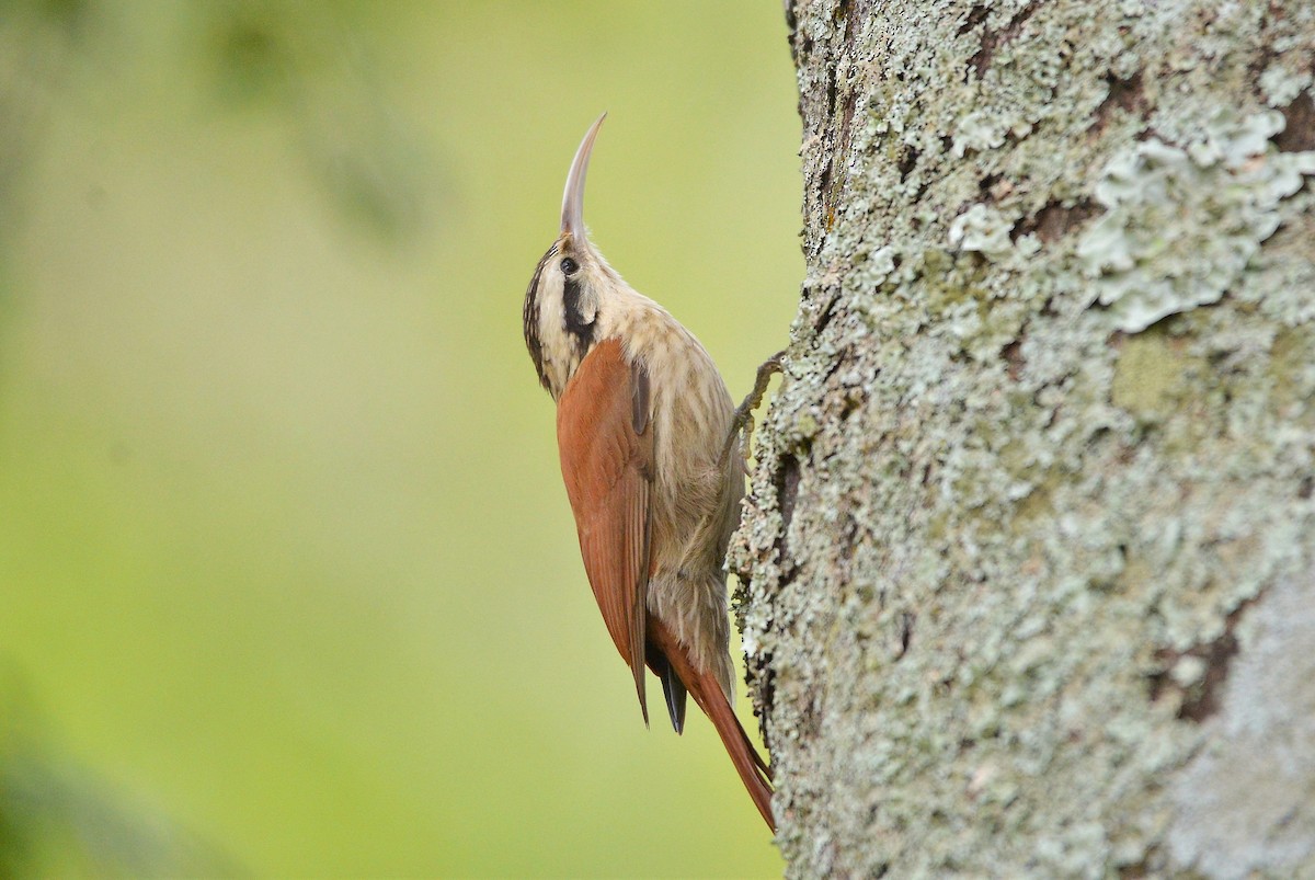 Narrow-billed Woodcreeper - ML638559753