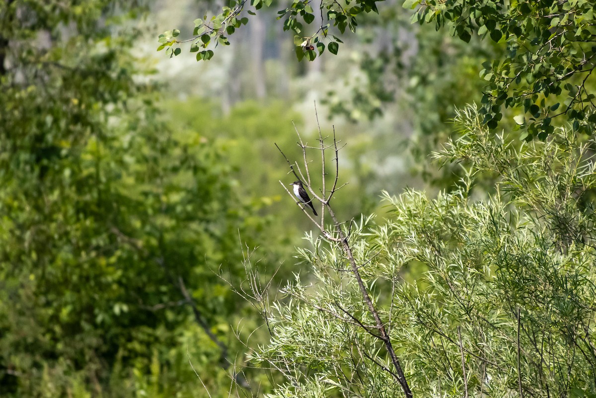 Eastern Kingbird - ML638559755
