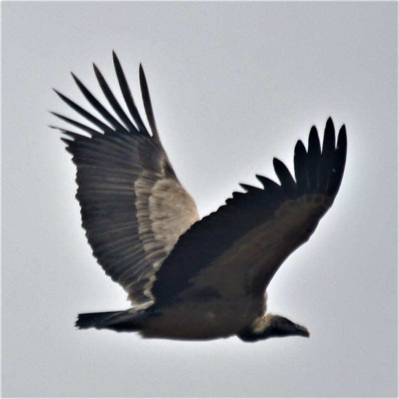 Indian Vulture - ML638559757