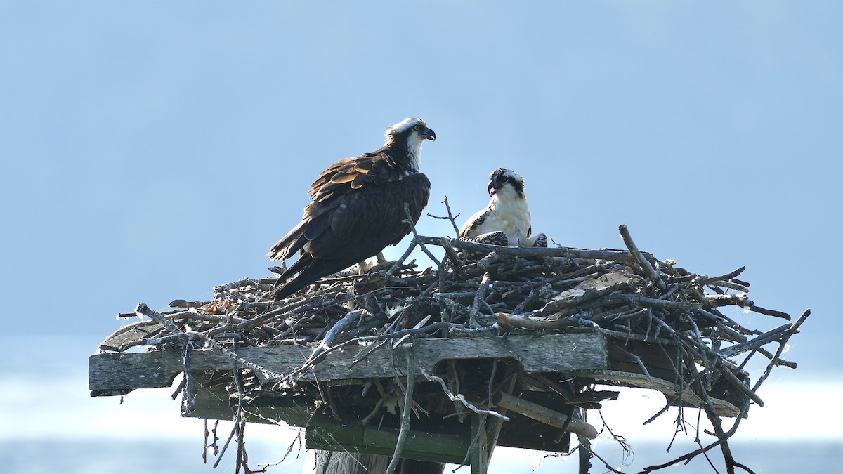 Osprey - ML638559758