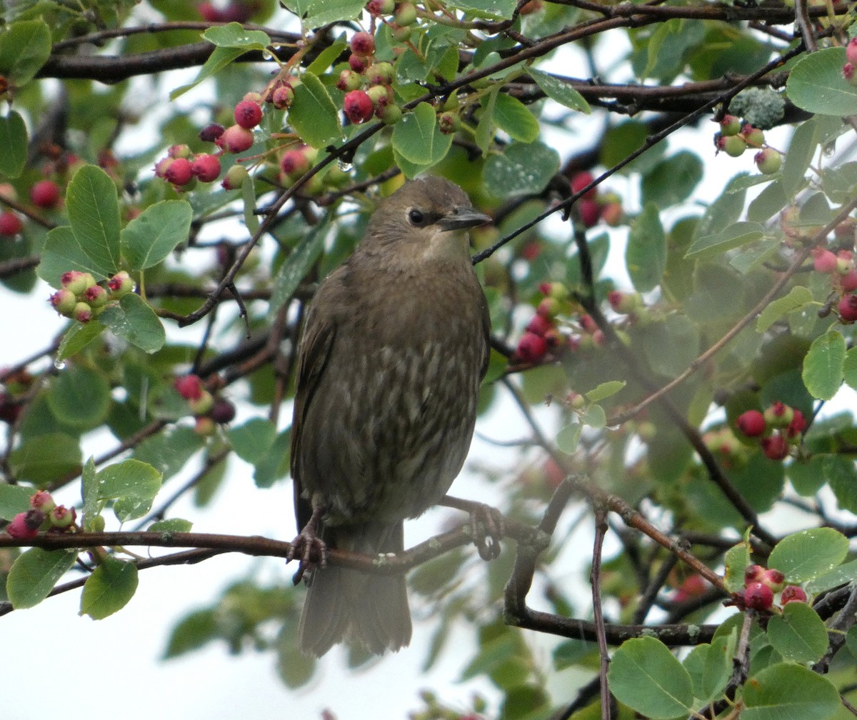 European Starling - ML638559759