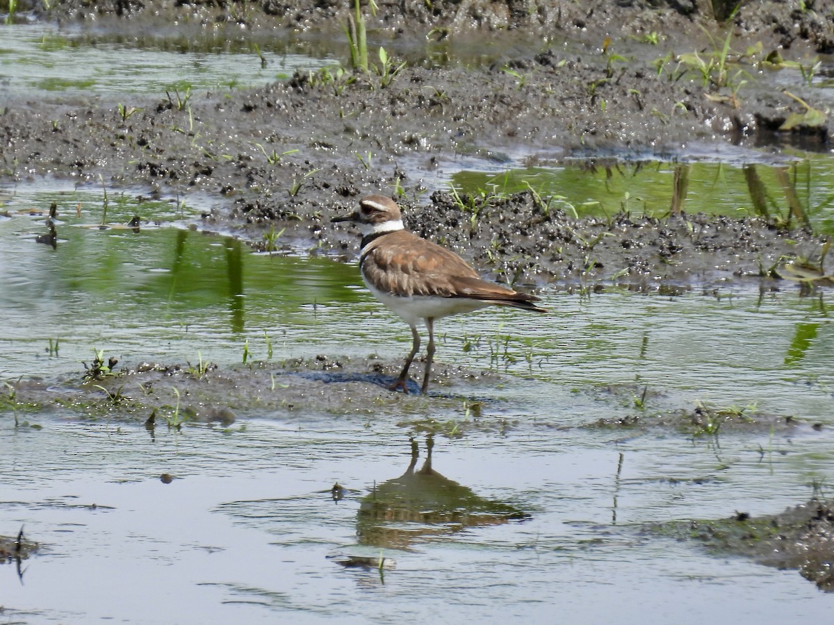 Killdeer - ML638559760
