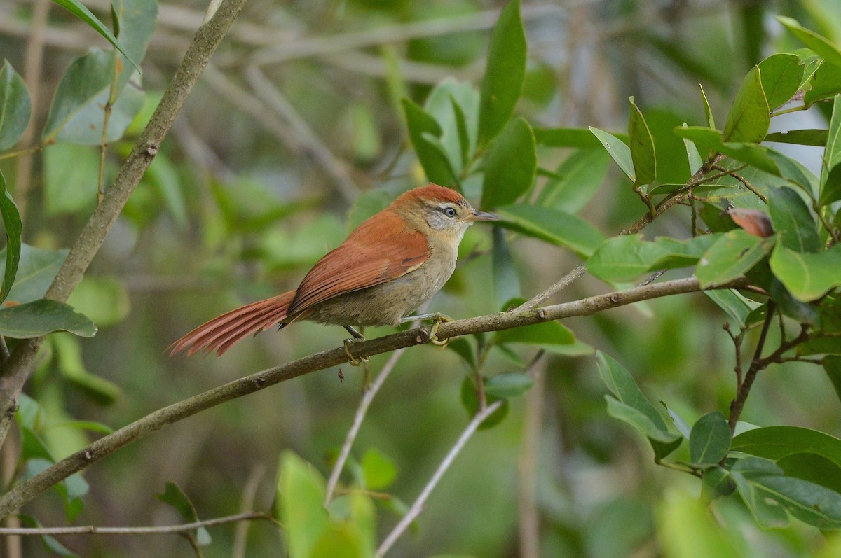 Rusty-backed Spinetail - ML638559763