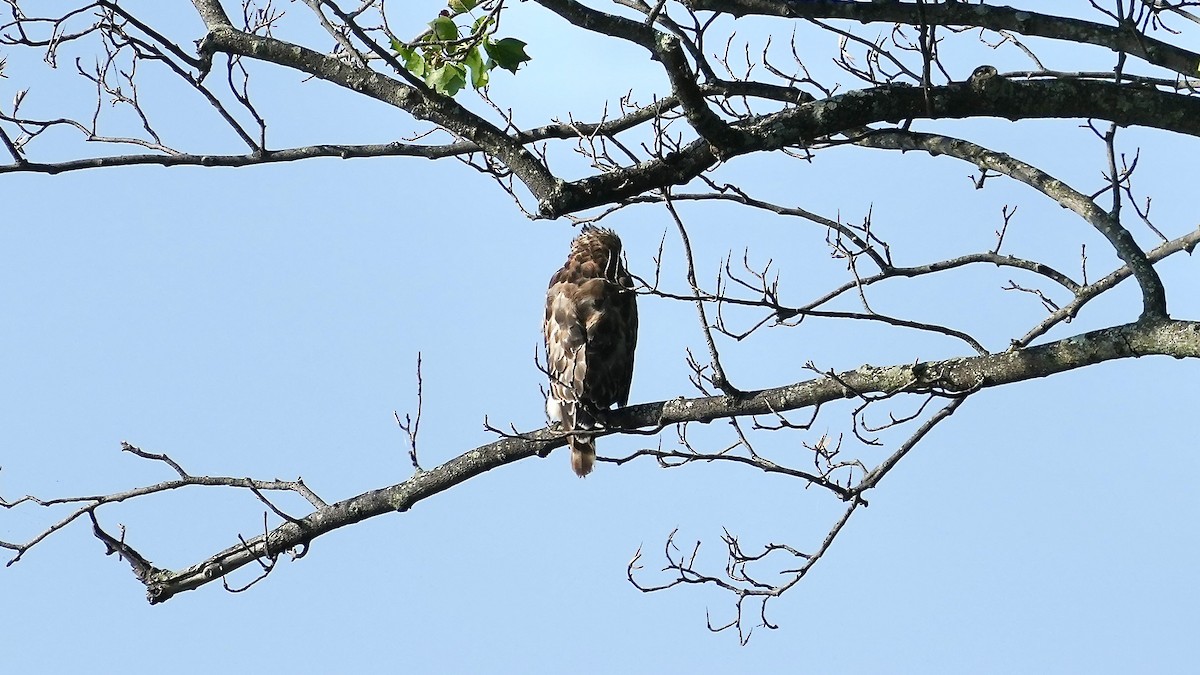 Red-shouldered Hawk - ML638559764