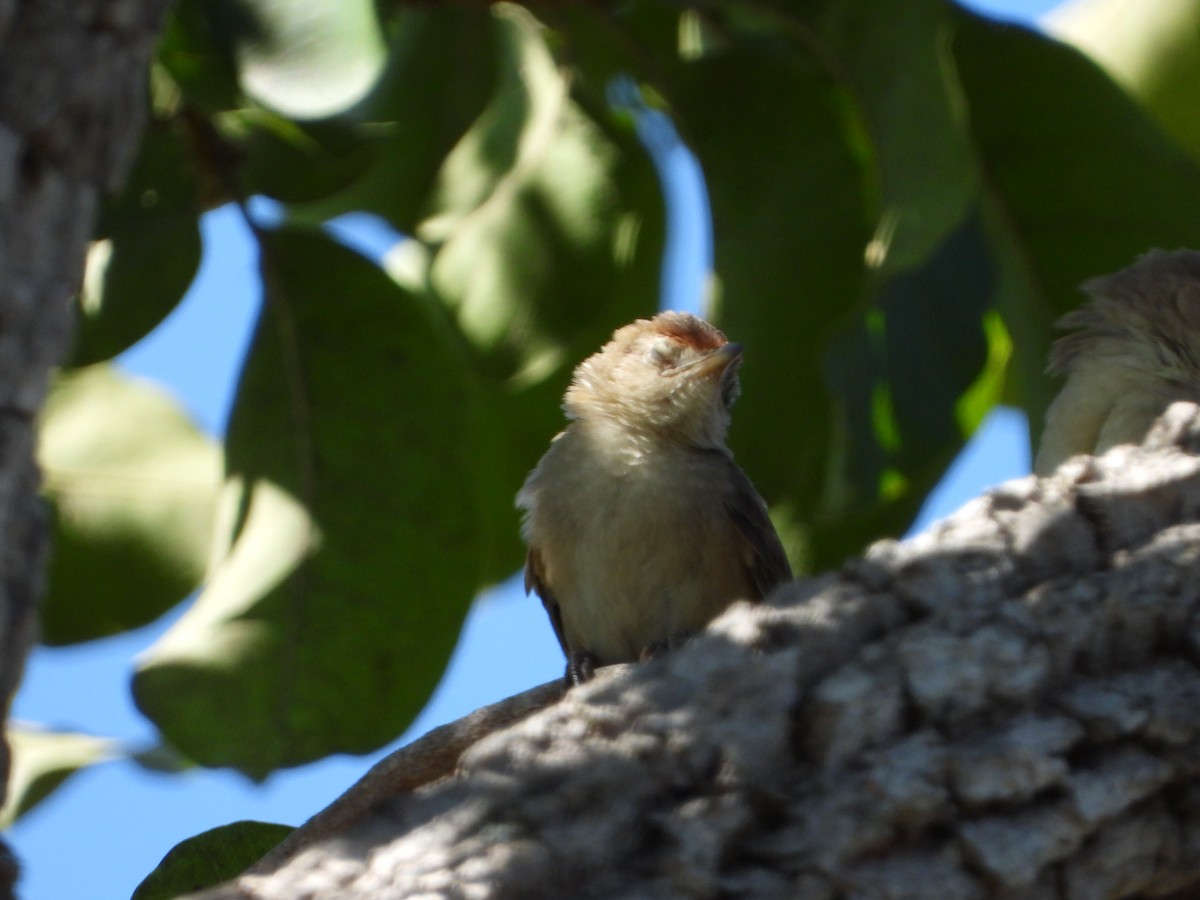 Rufous-fronted Thornbird - ML638559765