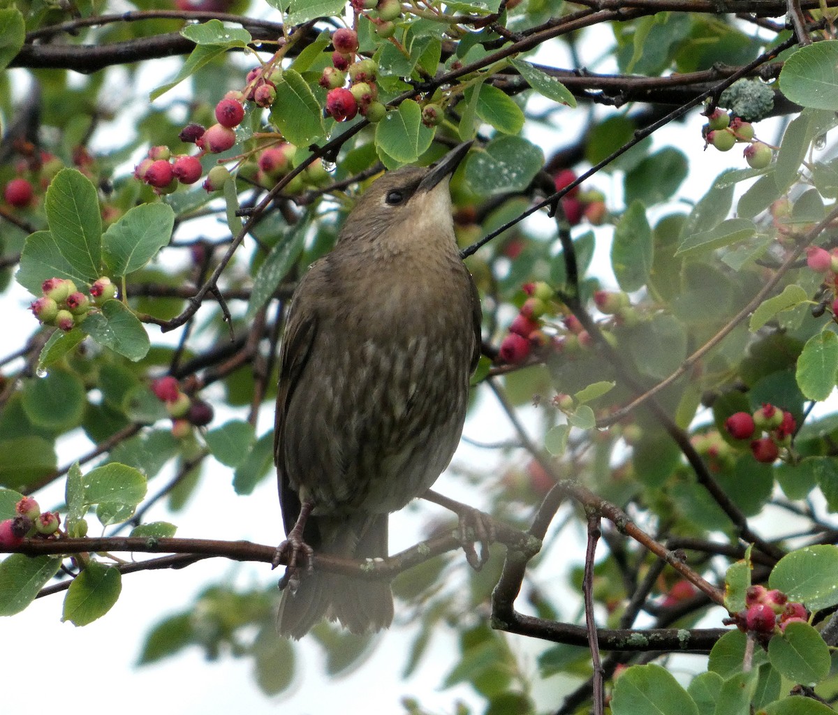 European Starling - ML638559767