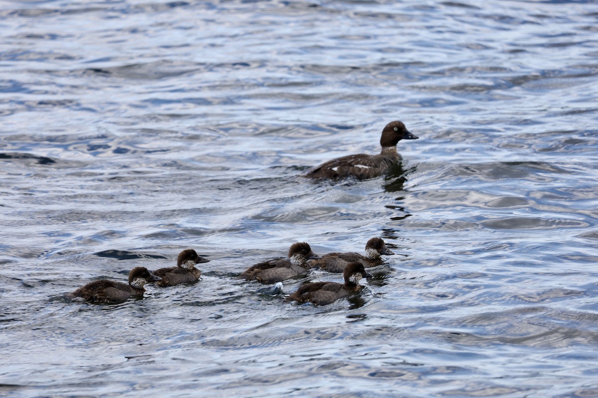 Common Goldeneye - ML638559768