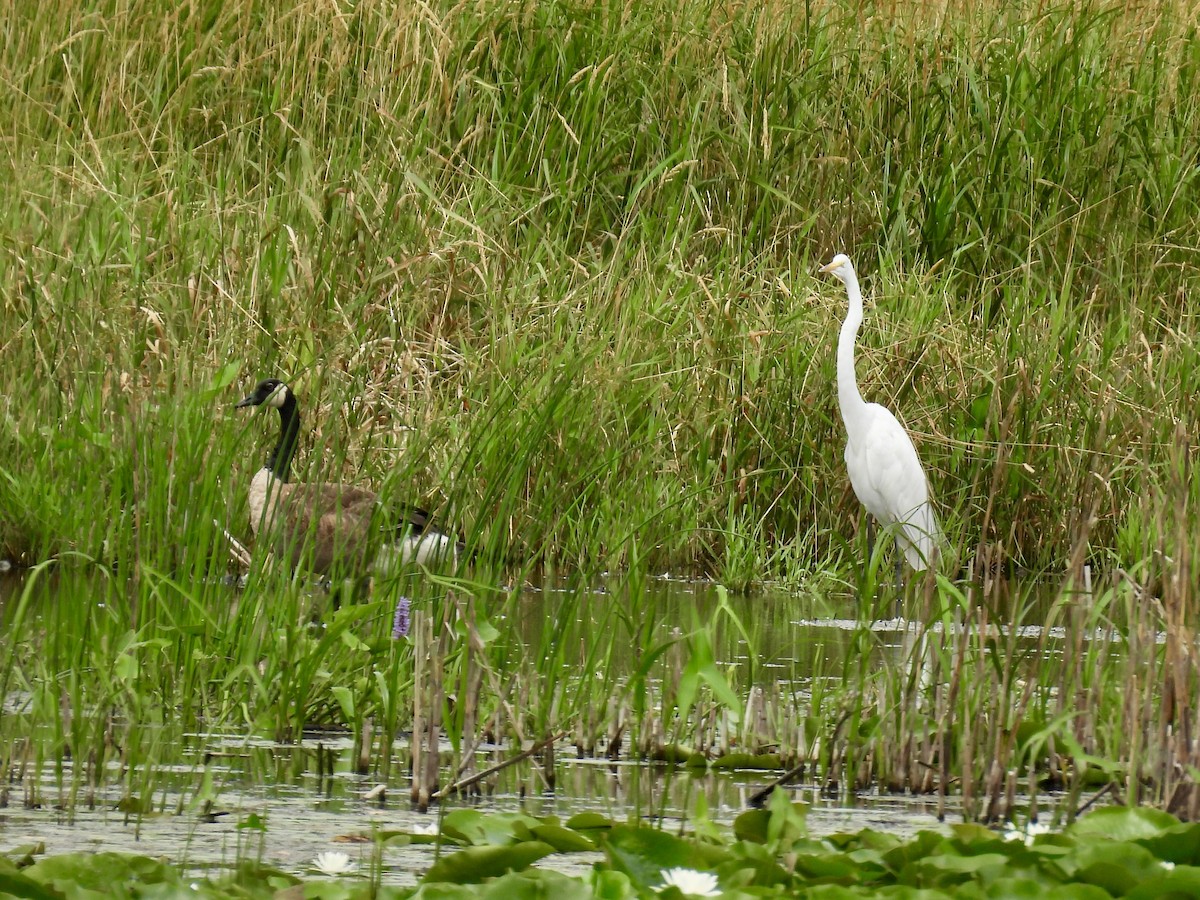 Great Egret - ML638559769