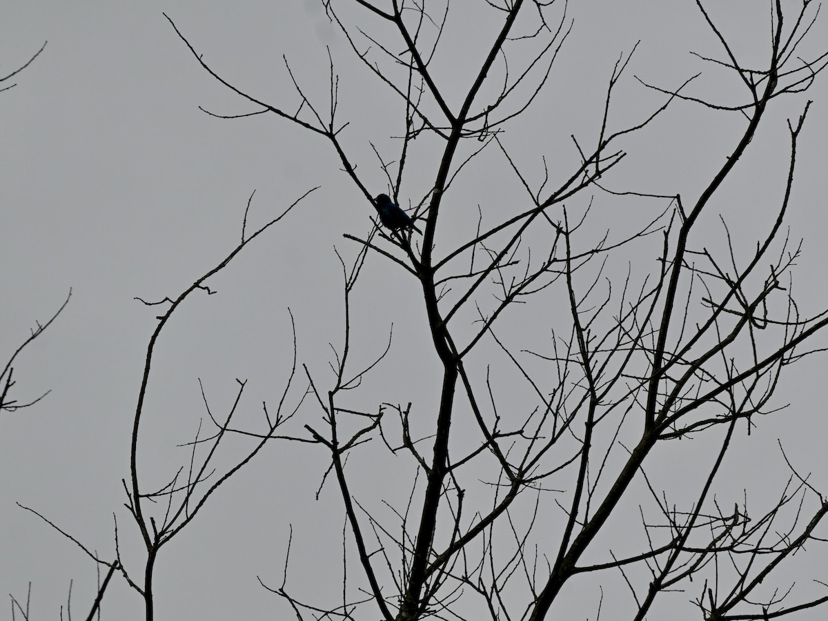 Indigo Bunting - ML638559770
