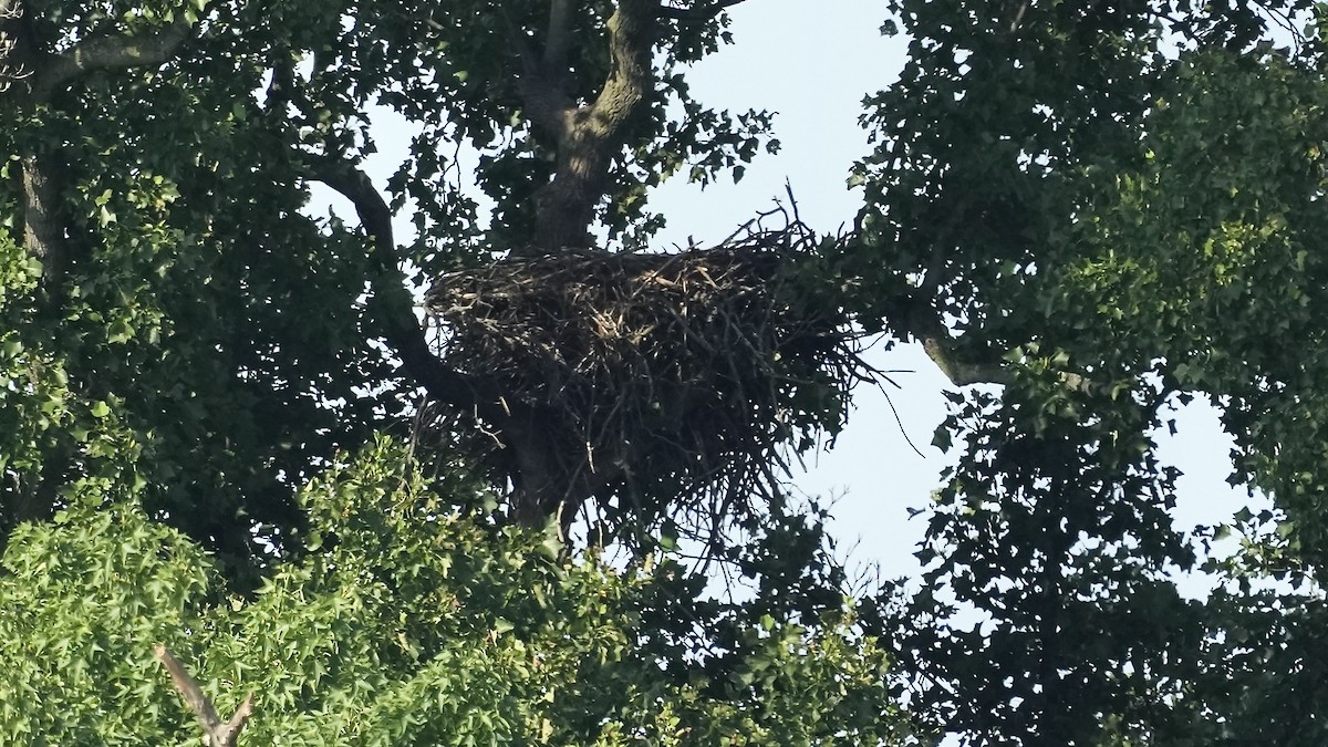 Bald Eagle - ML638559772