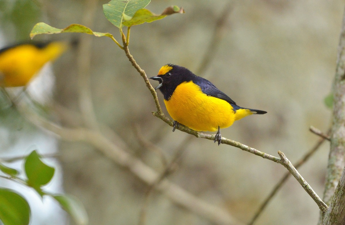 Purple-throated Euphonia - ML638559774