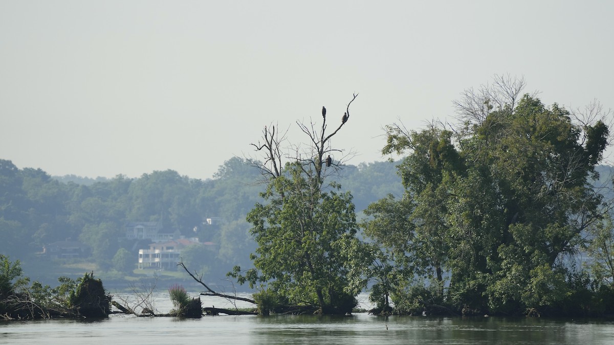 Bald Eagle - ML638559777