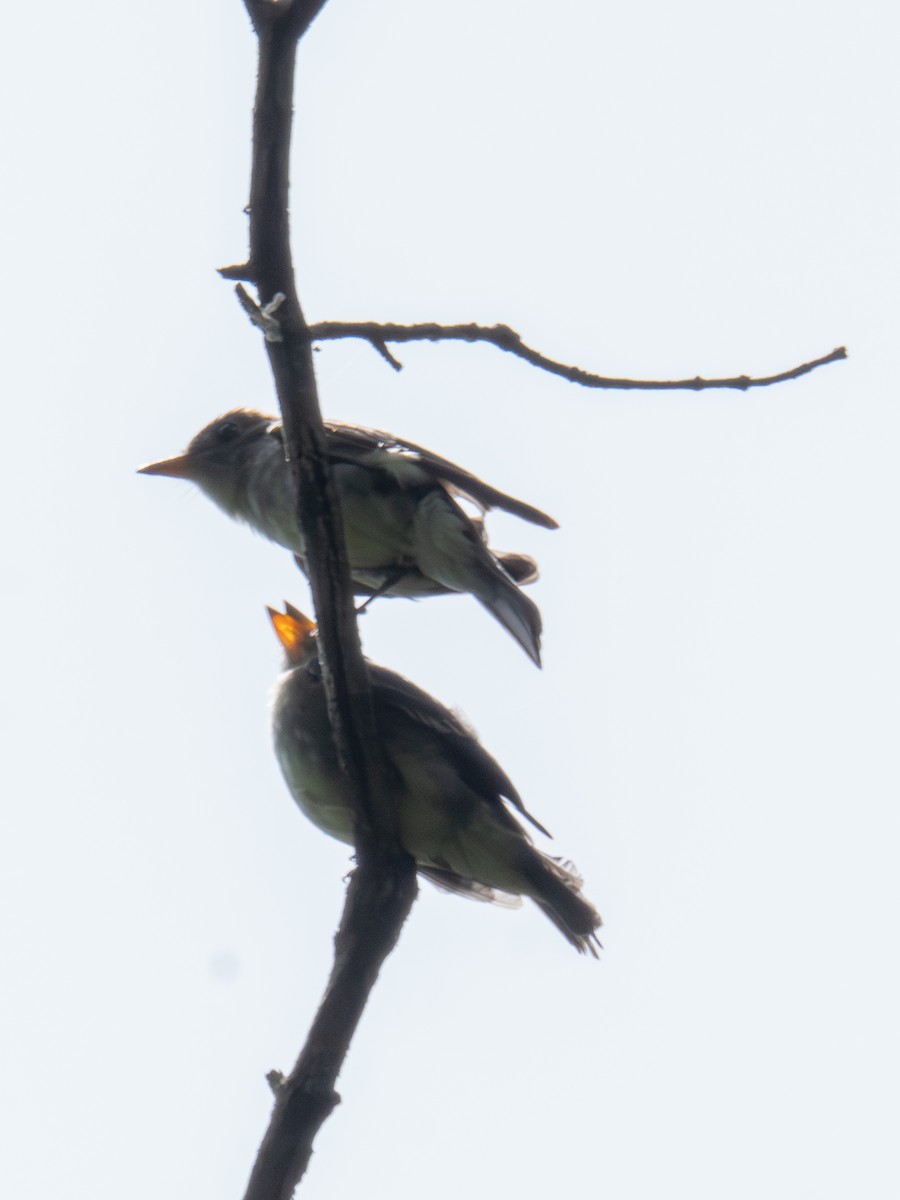 Eastern Wood-Pewee - ML638559778