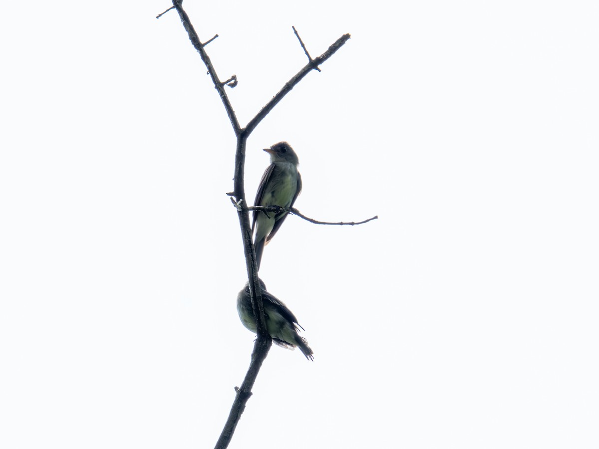 Eastern Wood-Pewee - ML638559780