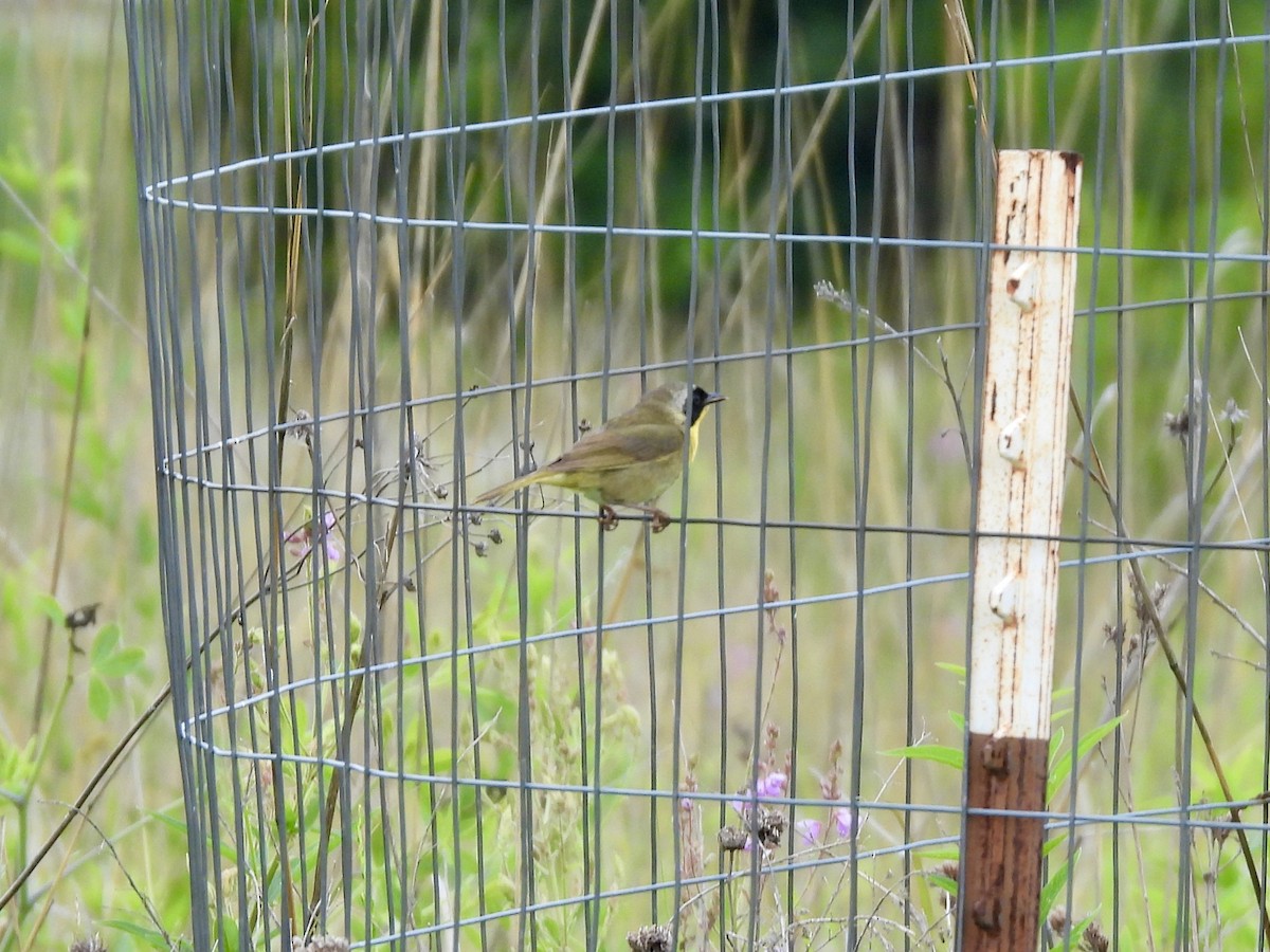 Common Yellowthroat - ML638559781