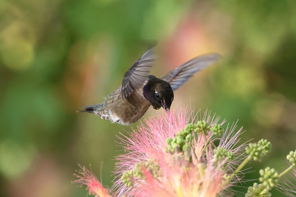 Black-chinned Hummingbird - ML638559783