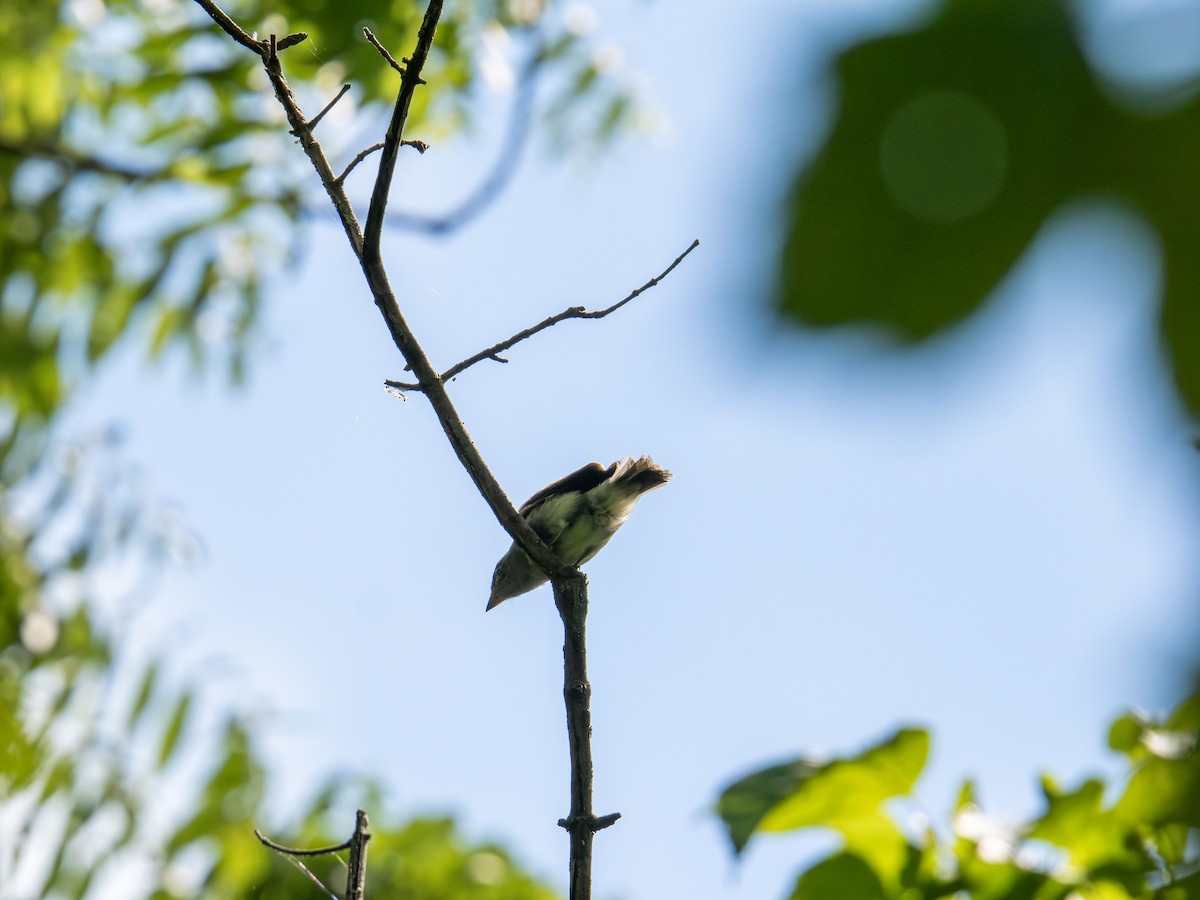 Eastern Wood-Pewee - ML638559784