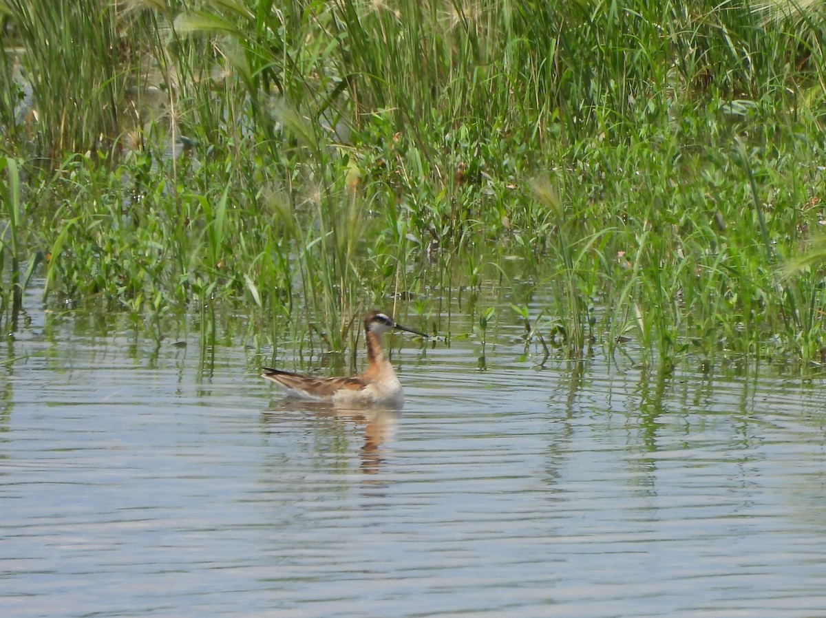 Wilson's Phalarope - ML638559785