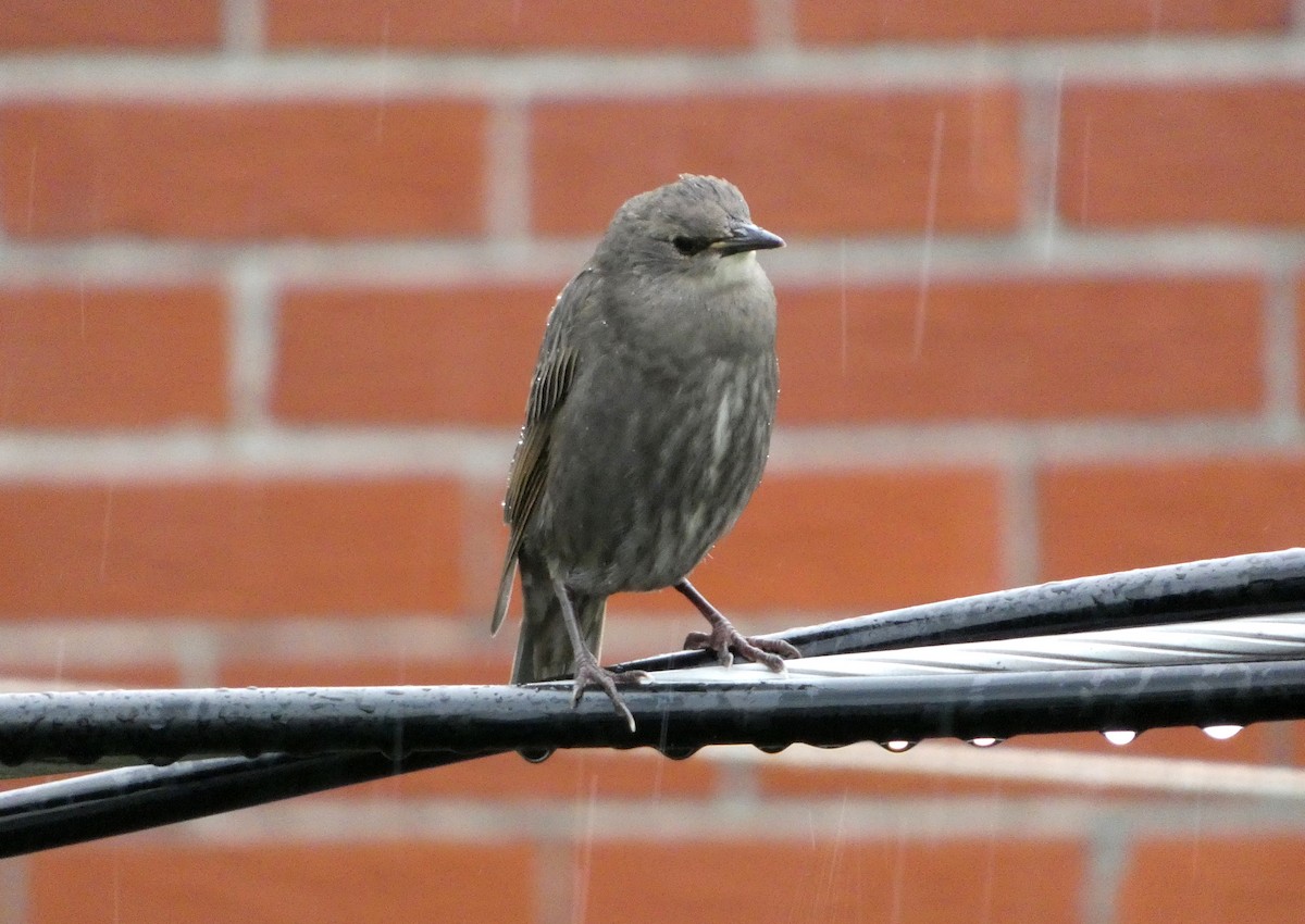 European Starling - ML638559792